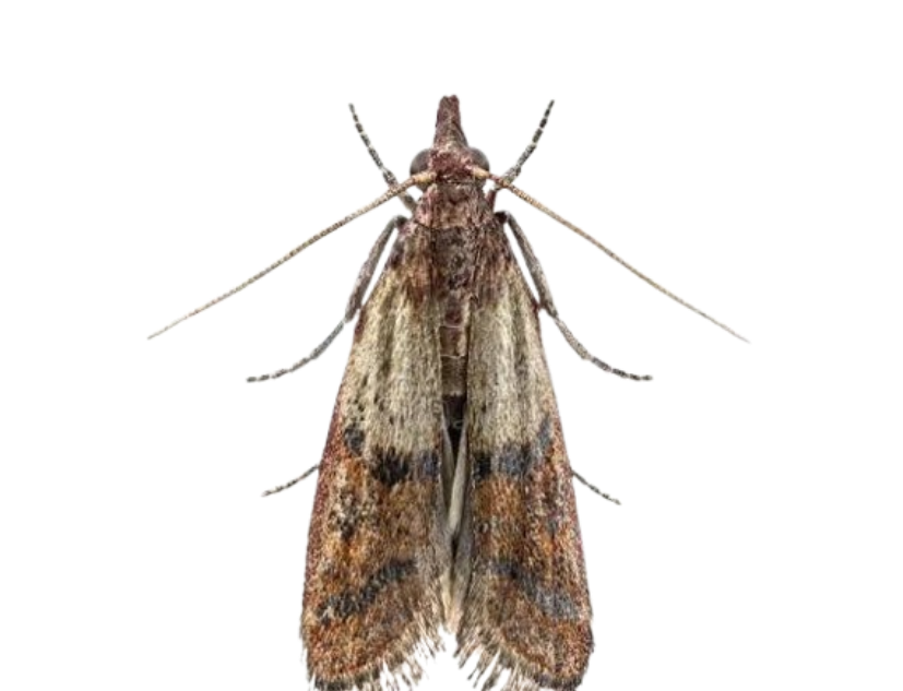 Mite