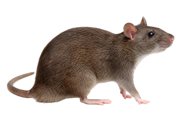 Rat